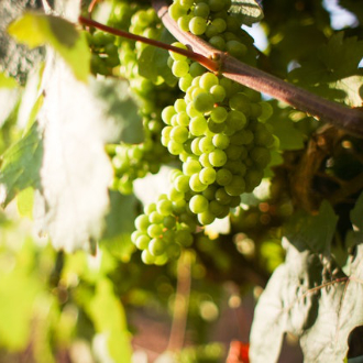 ACCESSORI PER SISTEMI ANTIGRANDINE